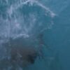 SHALOT IN THE CHRONICLES (FULL VERSION) - Image 6